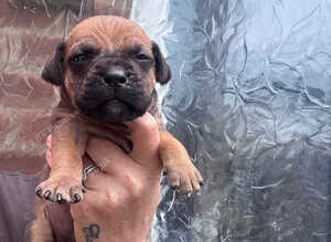 Dogue de Bordeaux x Cane corso puppies last three left