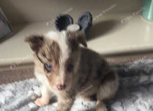 Stunning mixed litter of 8 Border Collies