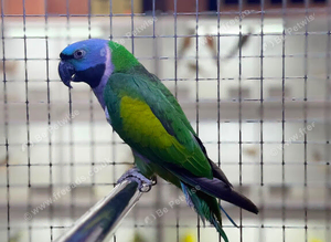 Derbyan Parakeet