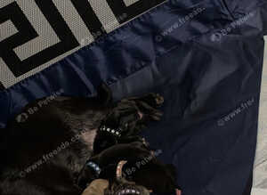 Beautiful frug puppies intime for Christmas