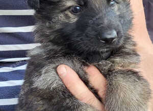 Kennel Club German Shepherd Puppies