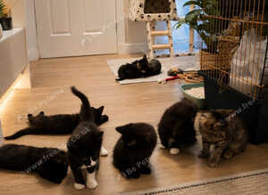 Kitten&rsquo;s Gang