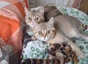 2 males Chinchilla British Shorthair Kitten For Sale
