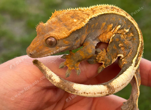 Full pinstripe crested gecko