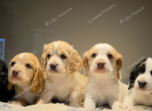Cocker spaniel puppies