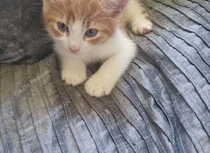 Kittens