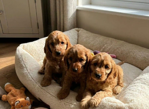 Cocker spaniel puppies