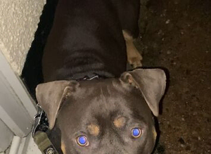 AMERICAN BULLY STUD