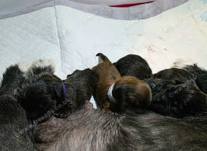 Pekingese x mini dachshund