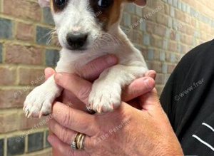 Jack Russel pup