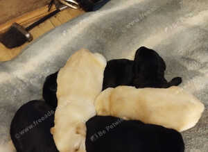 2 Adorable little girl Labrador retriever puppies