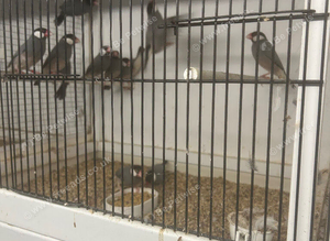 Java sparrows, quail,