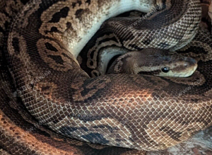 Adult royal python