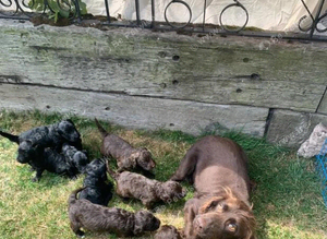 STUNNING COCKAPOO PUPS