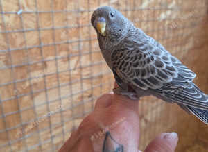 GOTHIC BLACK BUDGIES