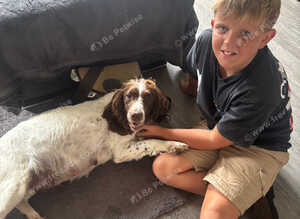 Seeking working homes or loving family homes