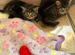 Kittens