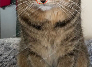MISSING Short haired female tabby cat