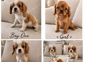 **DNA  PRA CLEAR CAVALIER KING CHARLES PUPPIES **