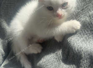 Mixed British short hair kittens