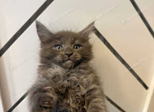 TICA Registered Maine Coon Kittens. Delivery it's available!