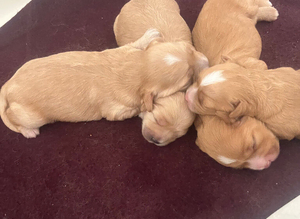 2 cavapoo puppies for sale