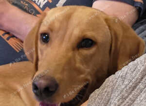 Gorgeous Fox Red Labrador - 11 months