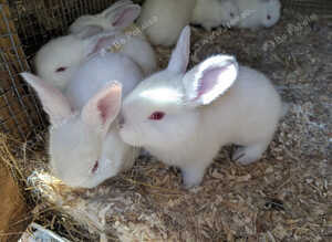 New Zealand Californian Rabbit