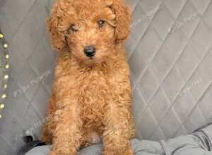Fox red toy poodles KC reg Only boy left now