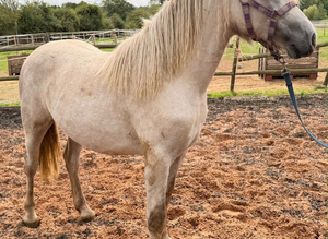 Big yearling filly