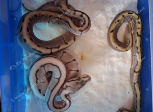 3x royal python hatchlings