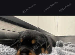 8 Rottweiler puppies