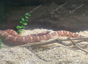 Corn snake with approx 4ft tank