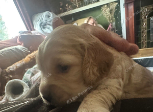 Cockapoo Pups 2 boys and 2 girls left