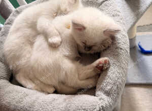 GCCF rare Lilac ragdolls