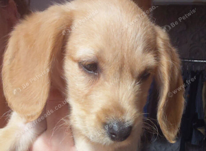 Labradoodle puppy