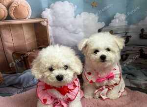 2 girls left Pure Pedigree Champion Bloodline Bichon Frise
