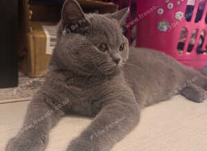 Ready now Blue British Shorthair male GCCF REGISTERED