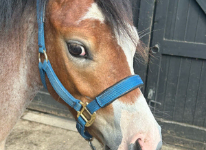 Outstanding Welsh Section A Bay Roan Colt