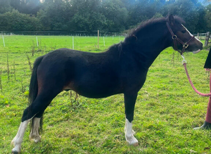 Registered welsh A dark bay