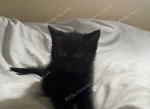 One black female kitten