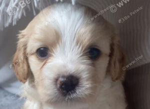 Boy cavapoochon