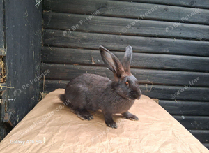 Flemish giant females