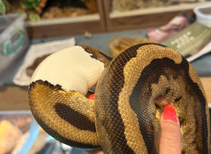 Pied adult male