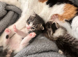 Mixed Breed (Ragamuffin?) Kittens Ready to go to Good Home