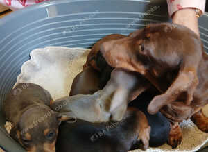 Miniature dachshund 8wks