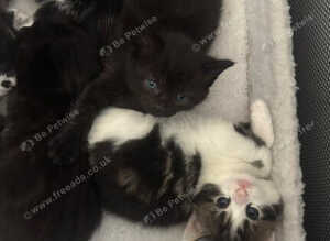 Tabby Fluffy kittens