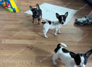 Full Chihuahuas