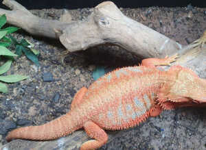 Breeding project male , female