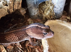 African fat tailed gecko's pair